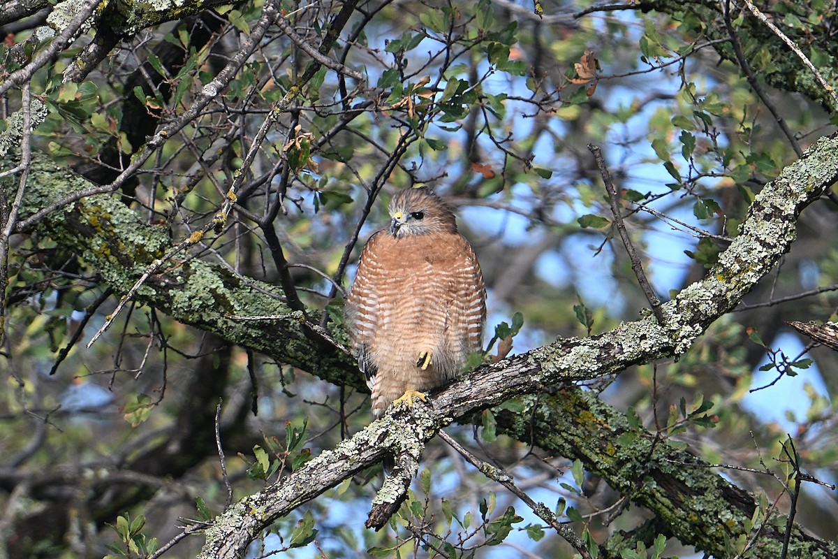 Red-shouldered Hawk - ML643570652