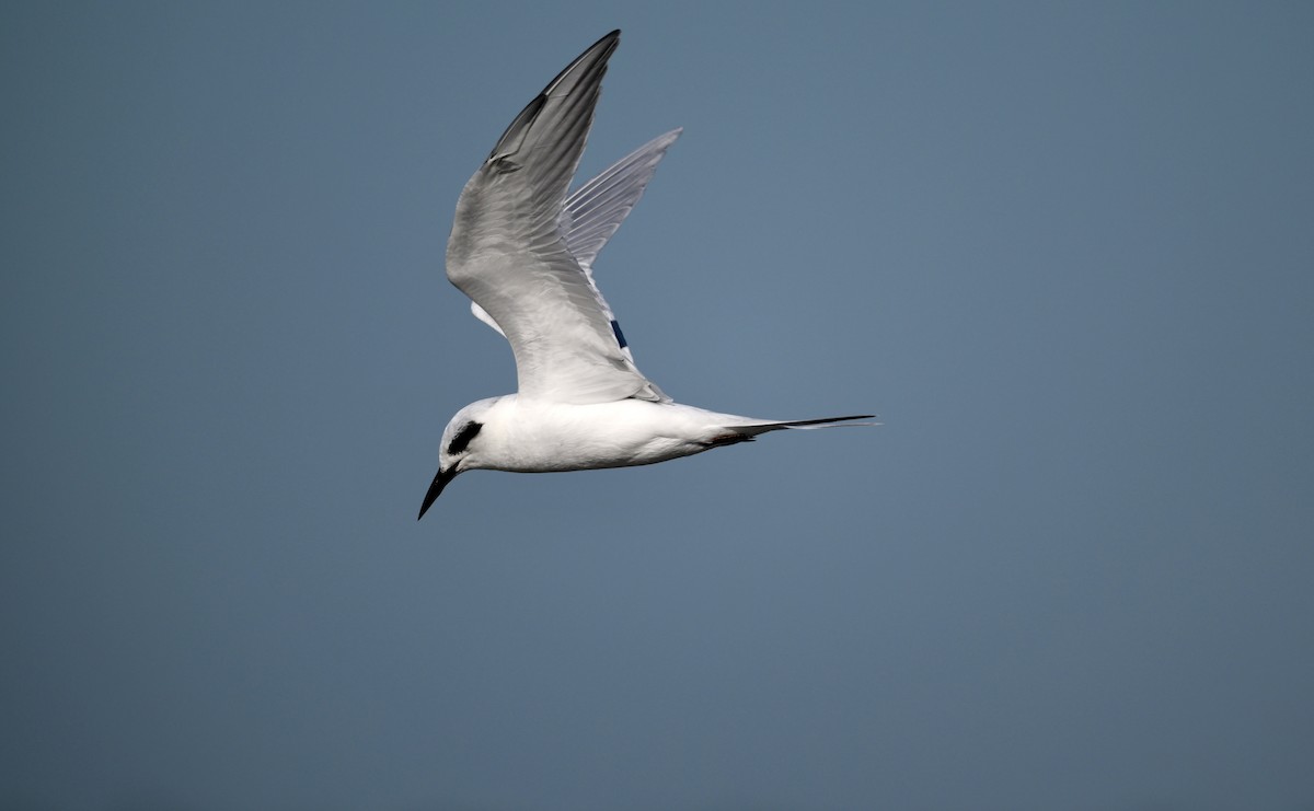 Forster's Tern - ML643570653