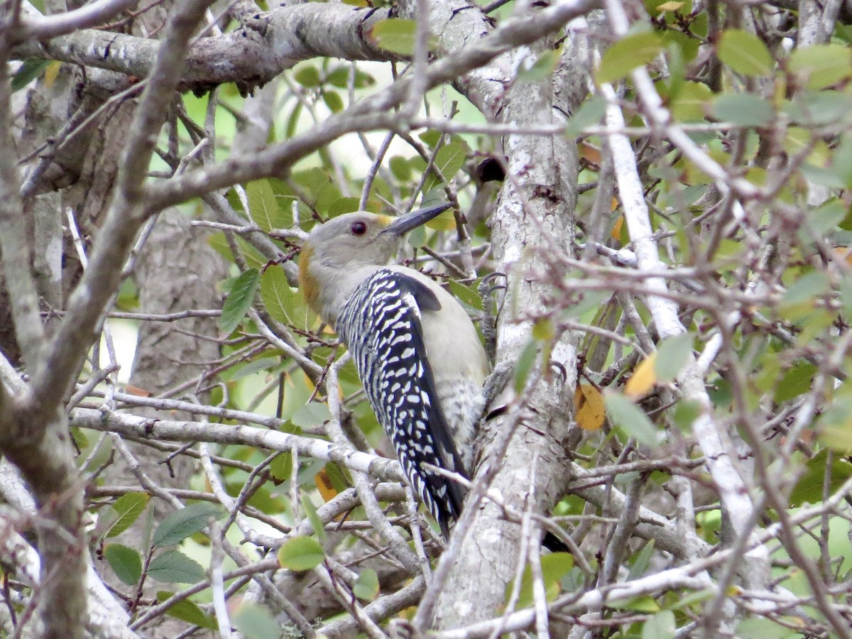 Golden-fronted Woodpecker (Northern) - ML643570659