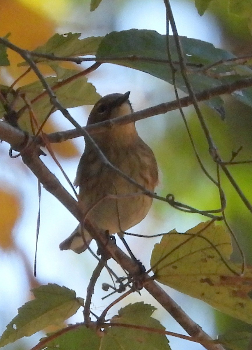 Yellow-rumped Warbler - ML643570660