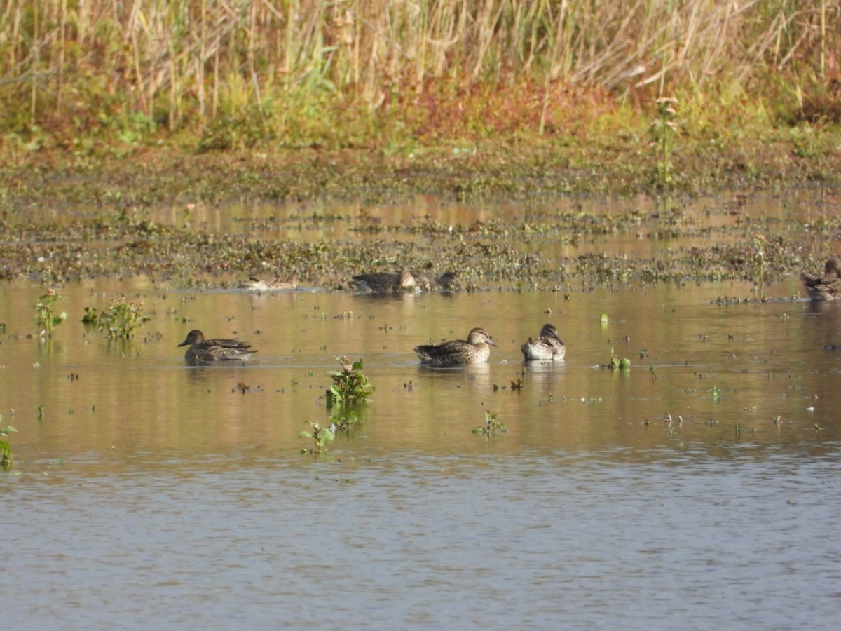 Green-winged Teal - ML643570661
