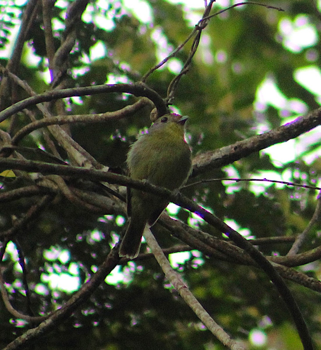 Wing-barred Piprites - ML643570670