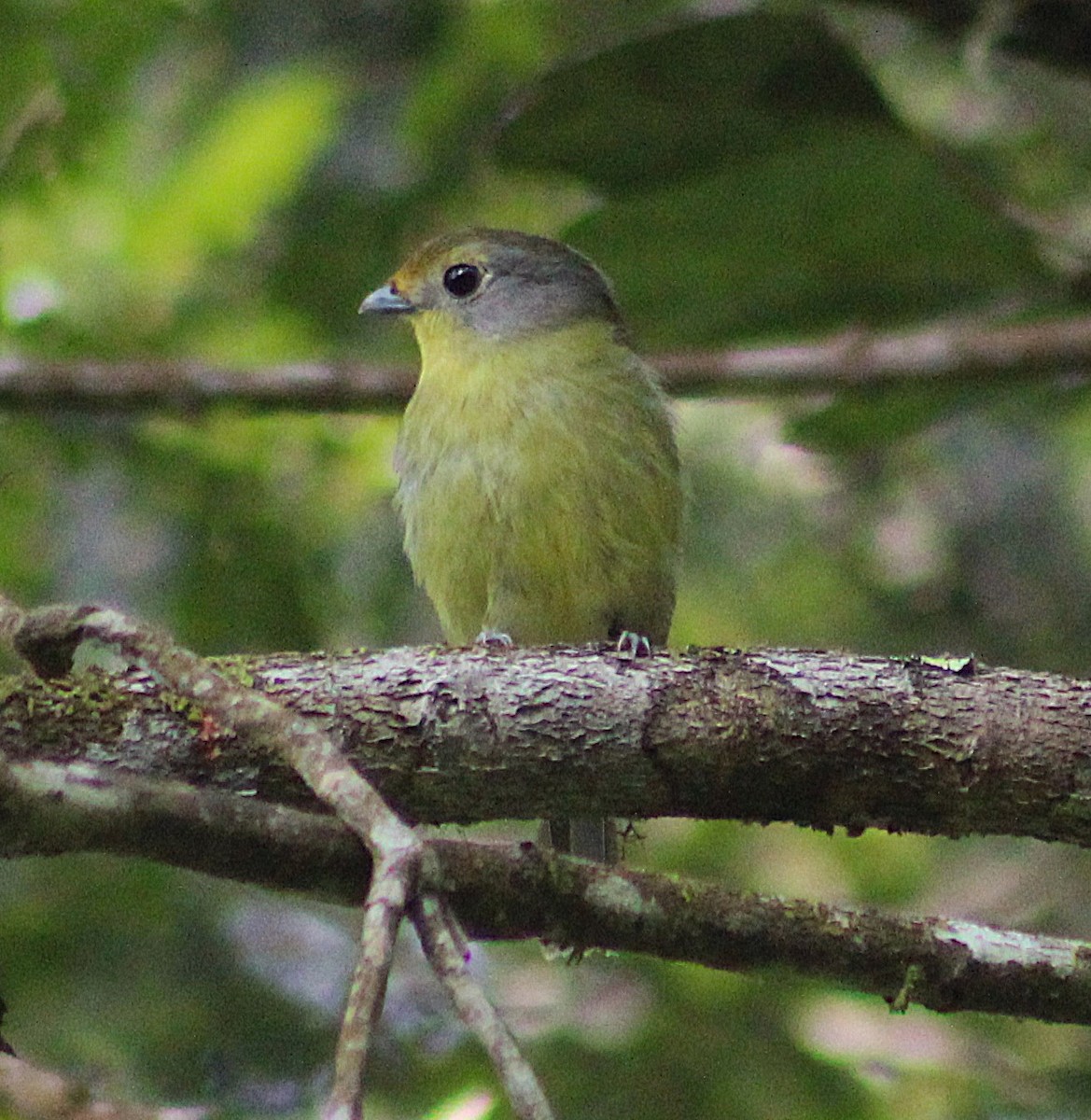 Wing-barred Piprites - ML643570671