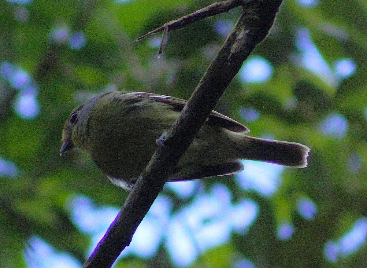 Wing-barred Piprites - ML643570672