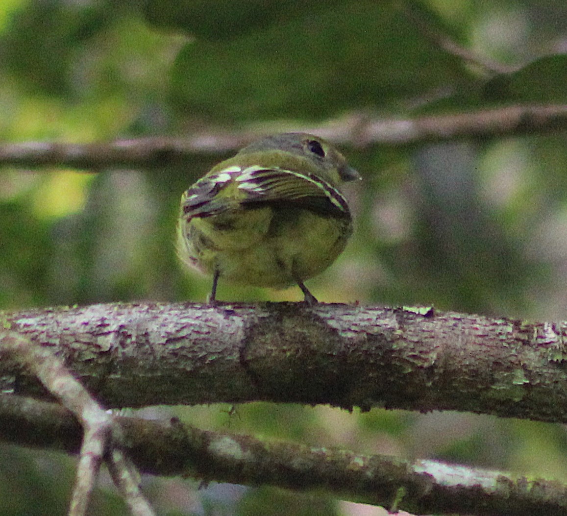 Wing-barred Piprites - ML643570673