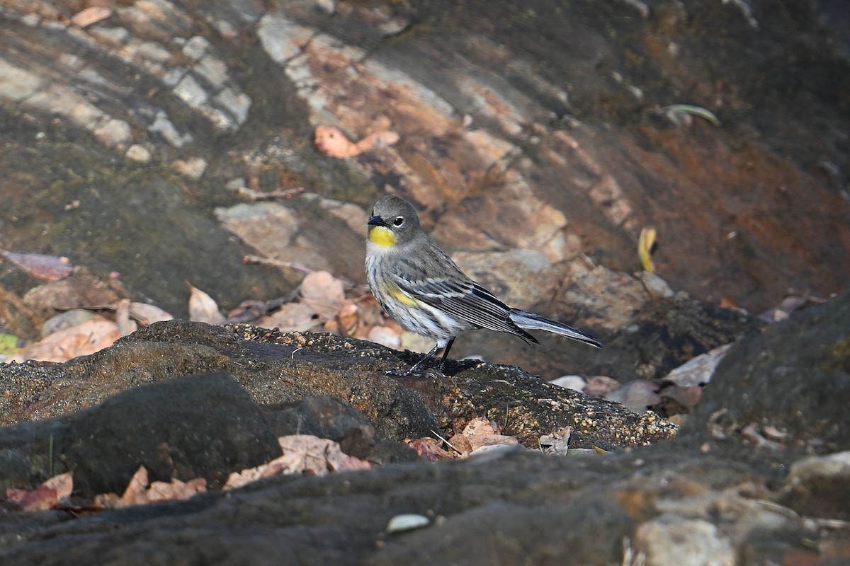 Yellow-rumped Warbler - ML643570674