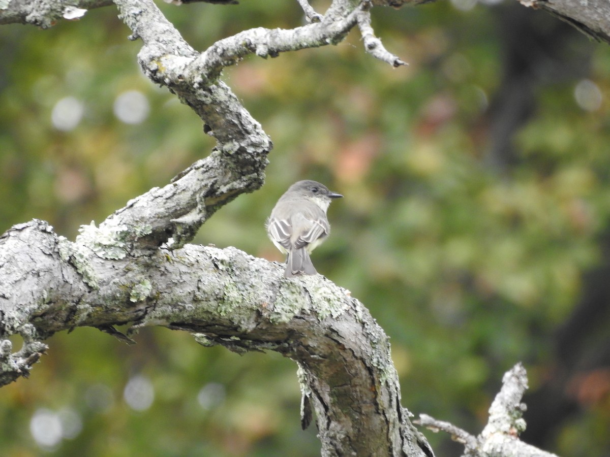 Eastern Phoebe - ML643570675