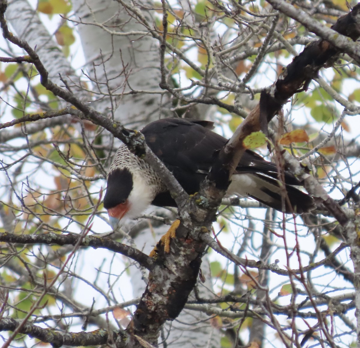 Crested Caracara - ML643570680