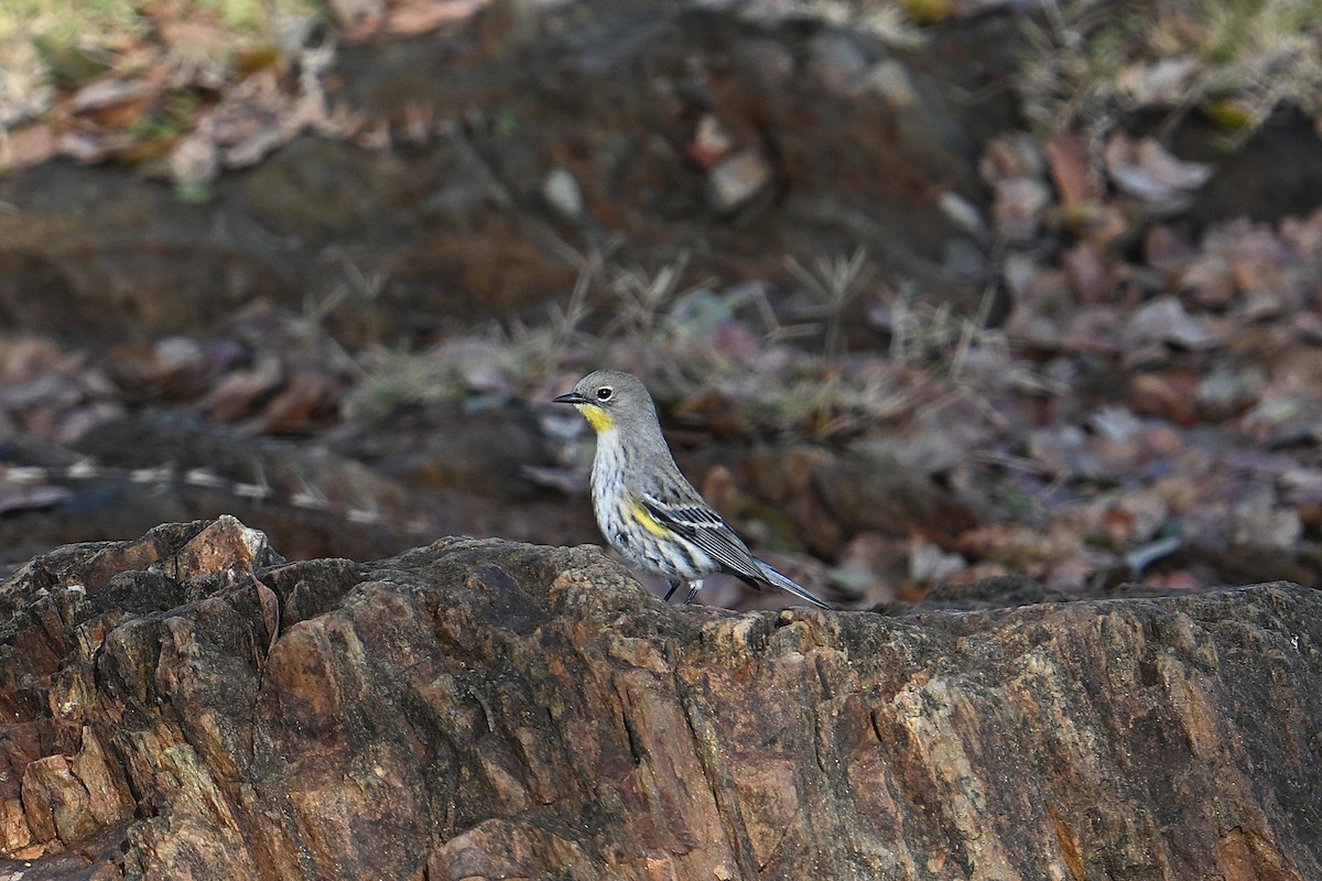 Yellow-rumped Warbler - ML643570682