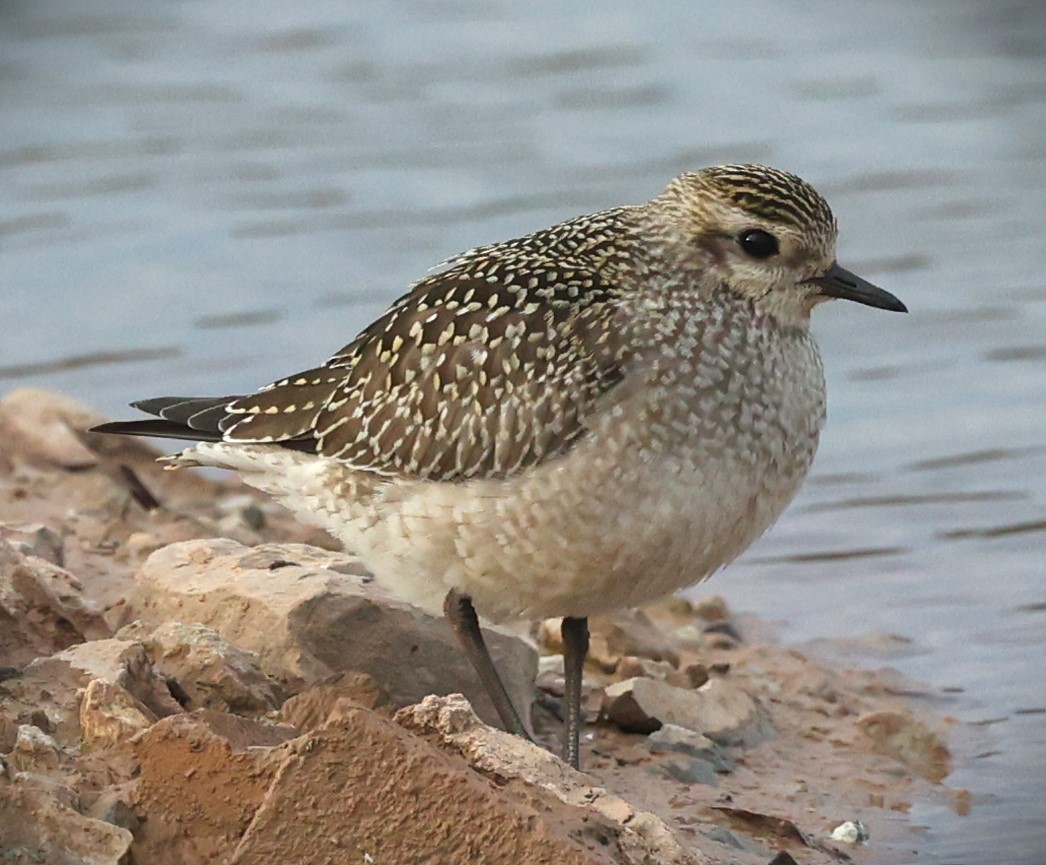 American Golden-Plover - ML643570685