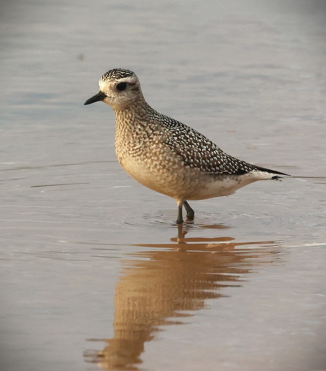 American Golden-Plover - ML643570686