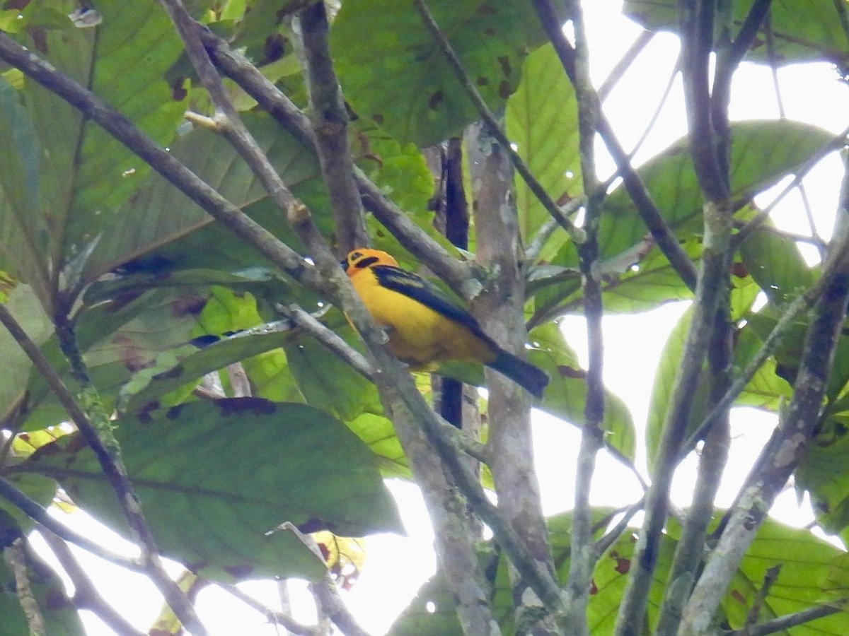 Golden Tanager - ML643570687