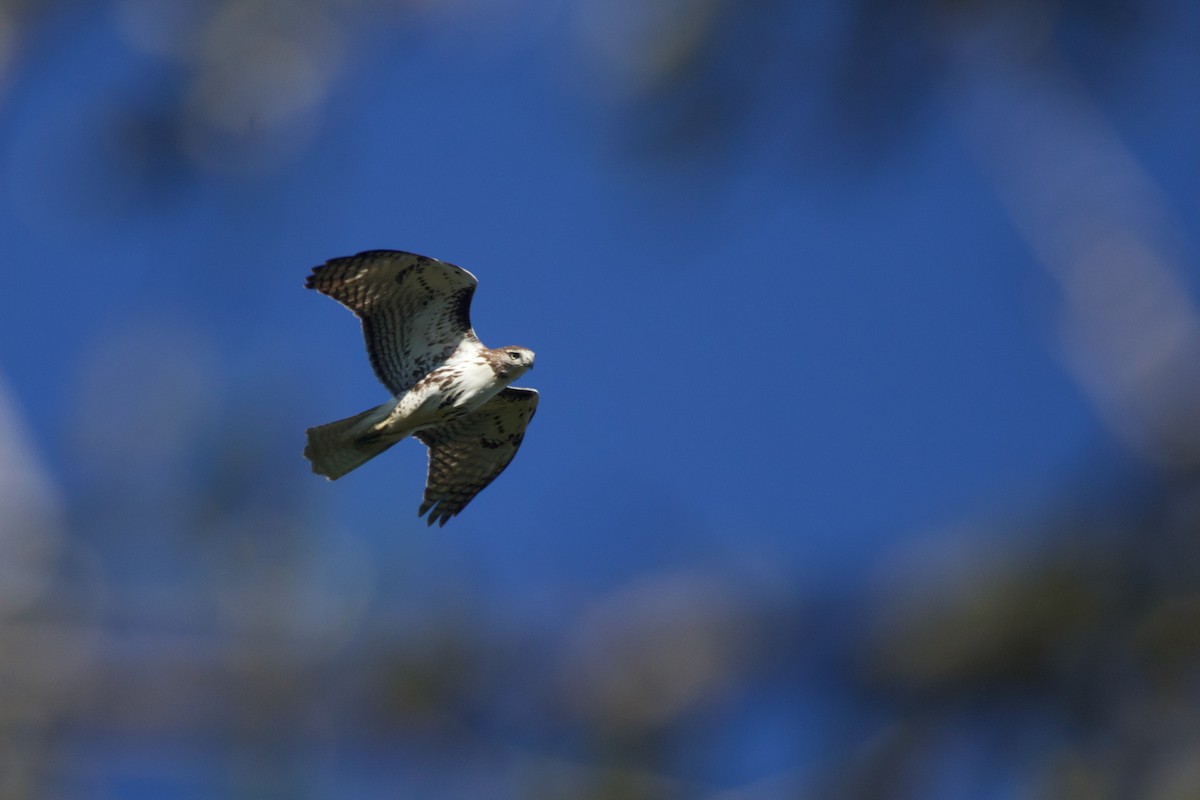 Red-tailed Hawk - ML643570688