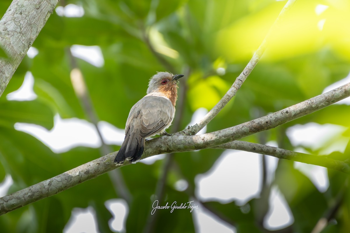 Dwarf Cuckoo - ML643570695