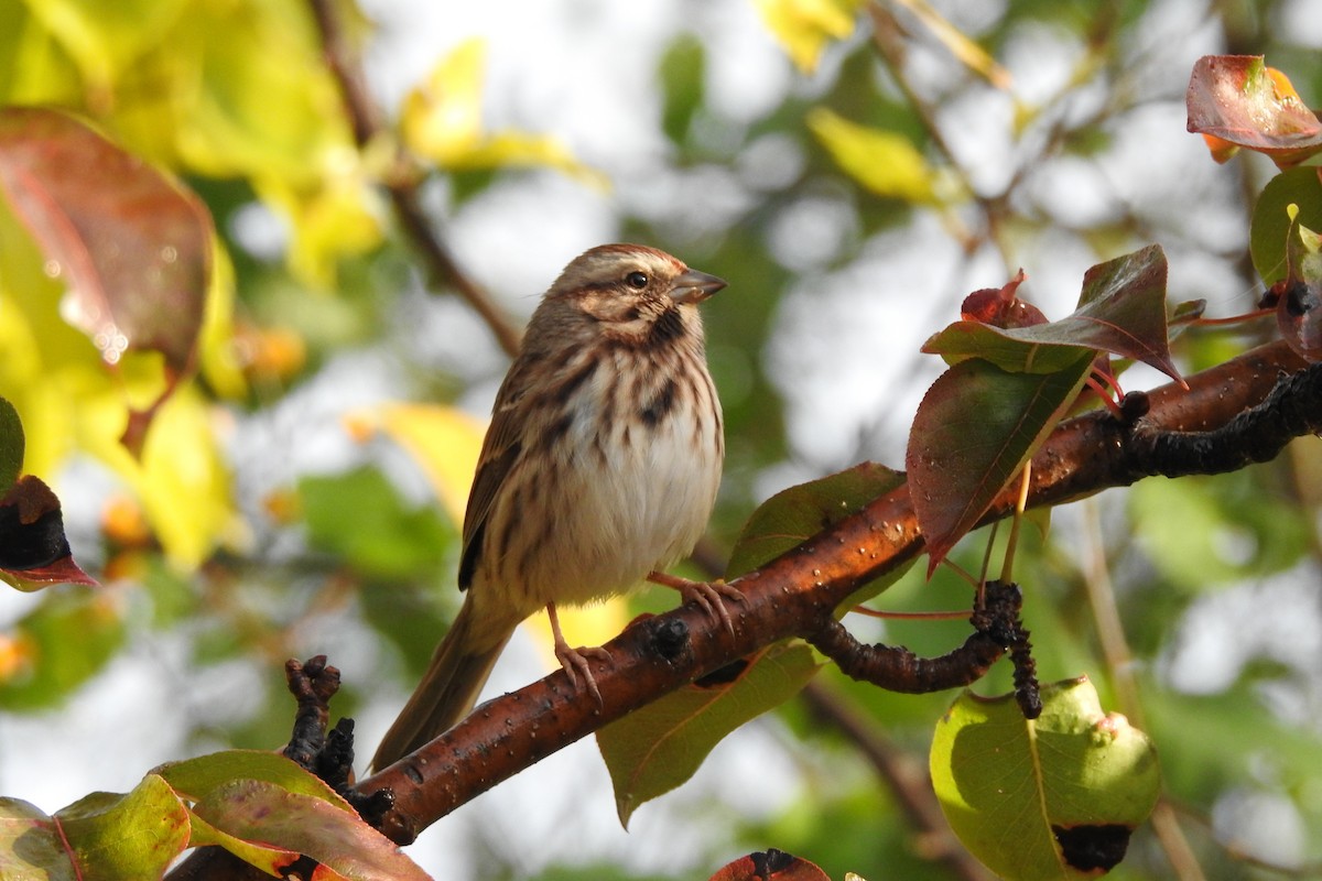 Song Sparrow - ML643570698