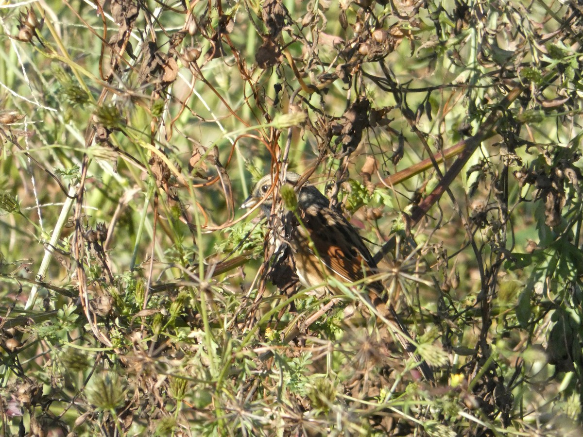 Swamp Sparrow - ML643570701