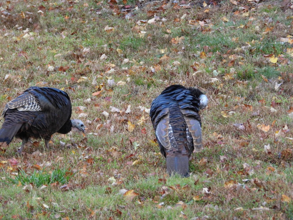 Wild Turkey - ML643570704