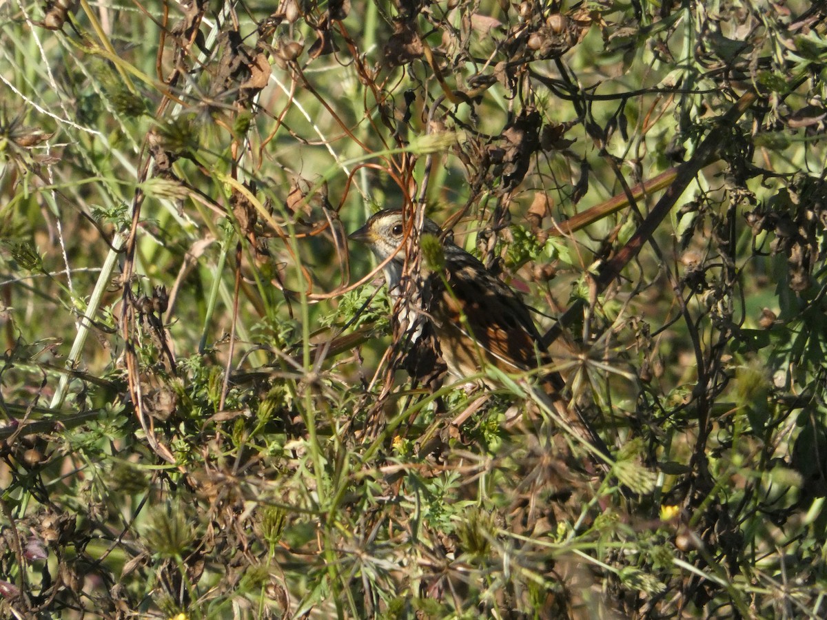 Swamp Sparrow - ML643570706