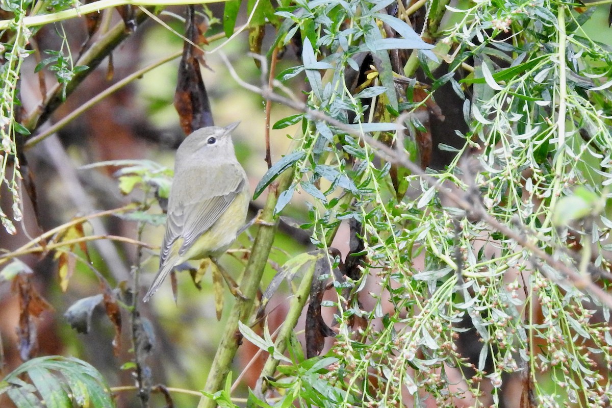 Orange-crowned Warbler - ML643570713
