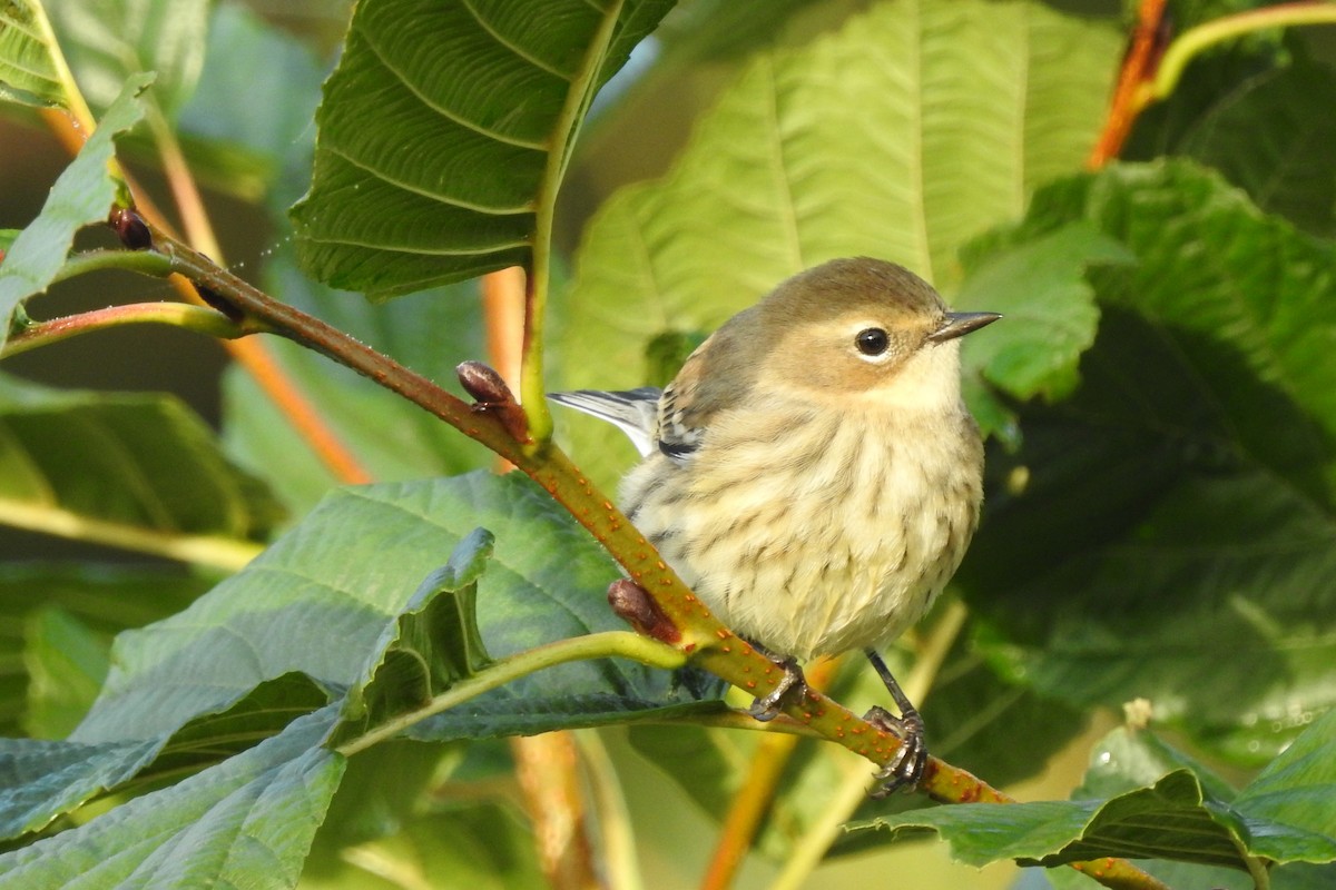 Yellow-rumped Warbler - ML643570721