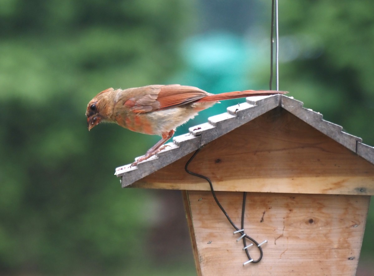 kardinál červený - ML643570724