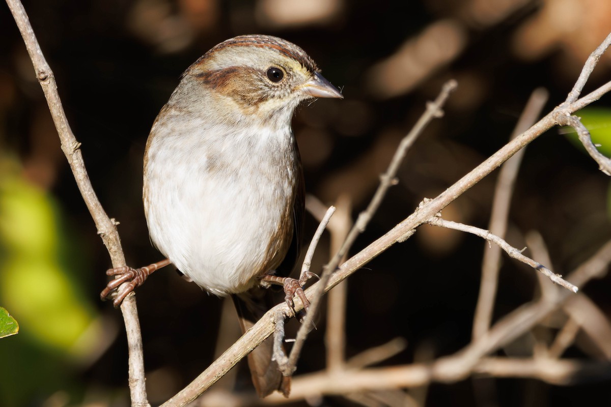 Swamp Sparrow - ML643570730