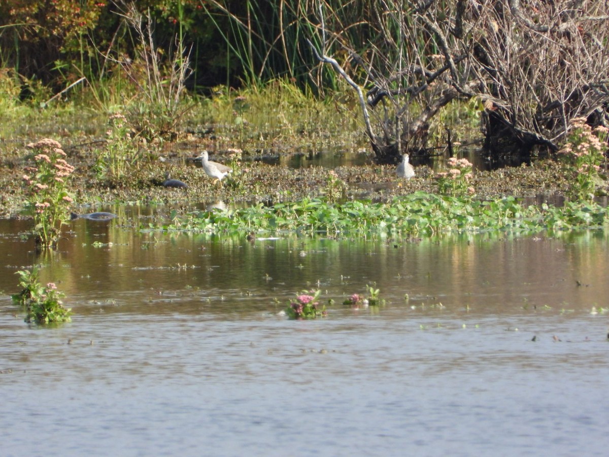 Greater Yellowlegs - ML643570731