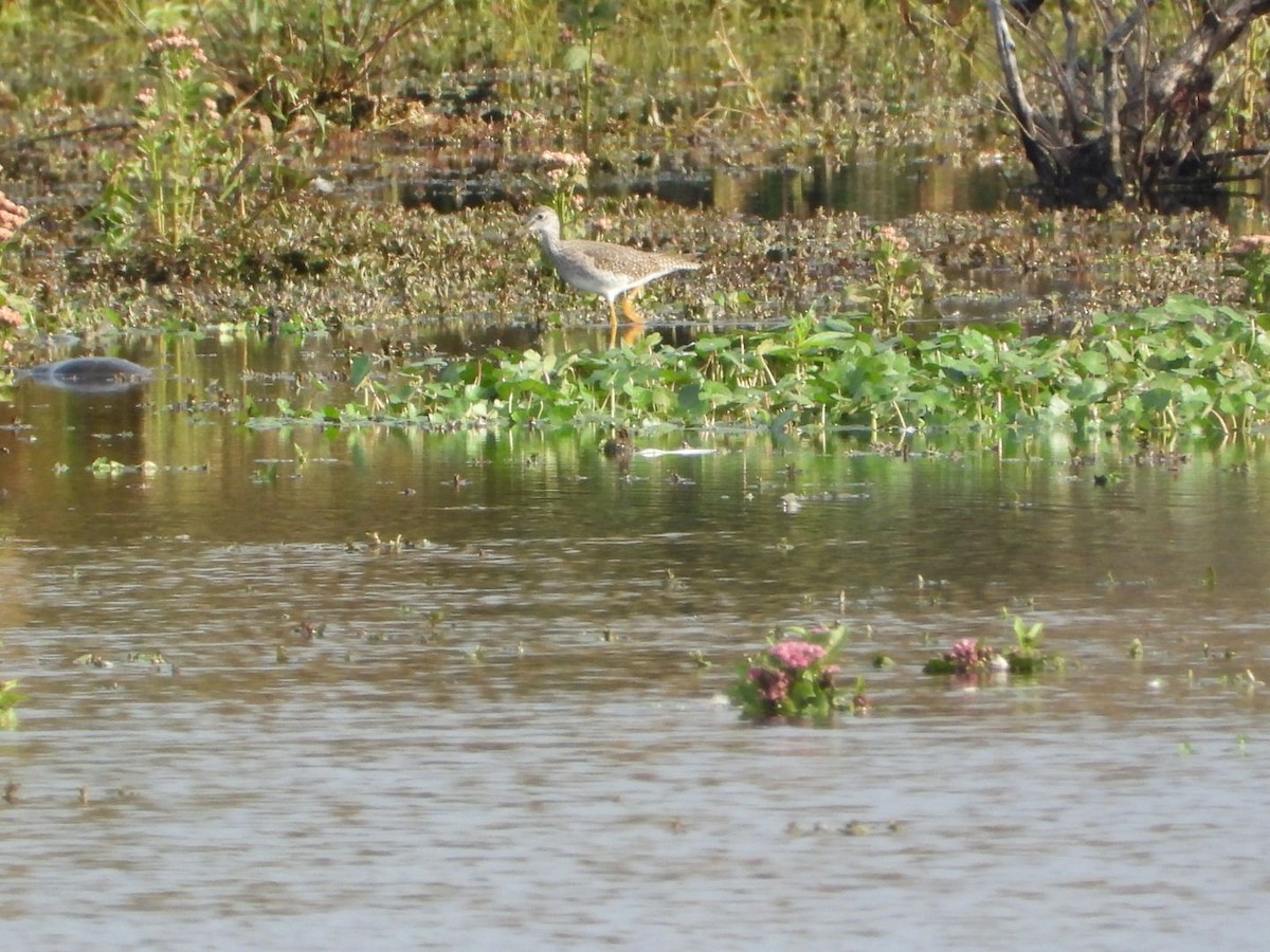 Greater Yellowlegs - ML643570732