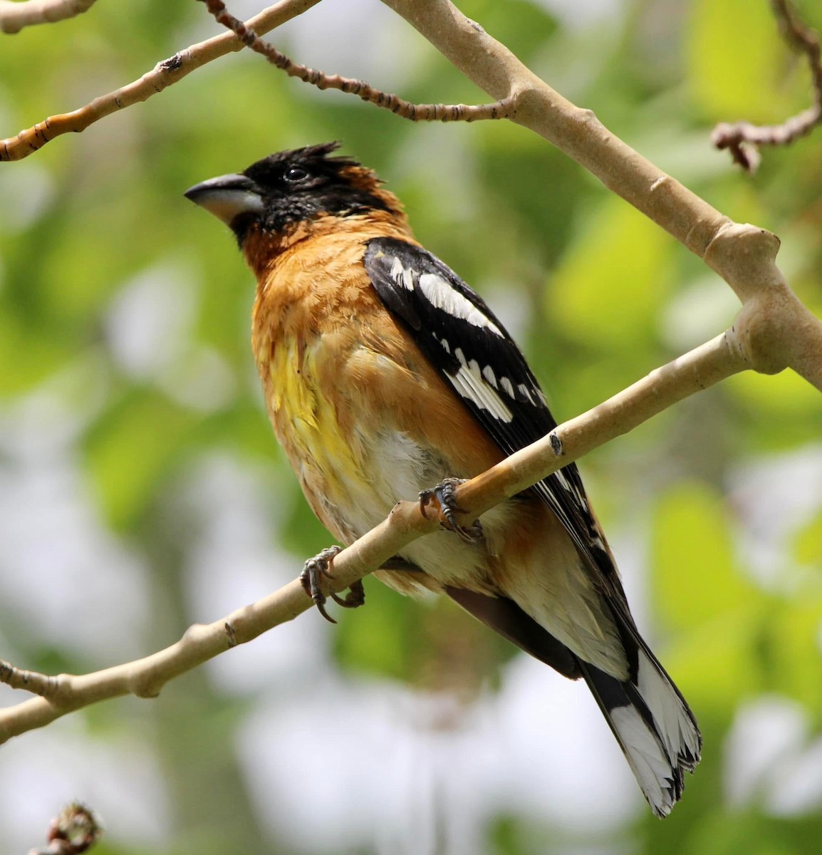 Black-headed Grosbeak - ML643570734