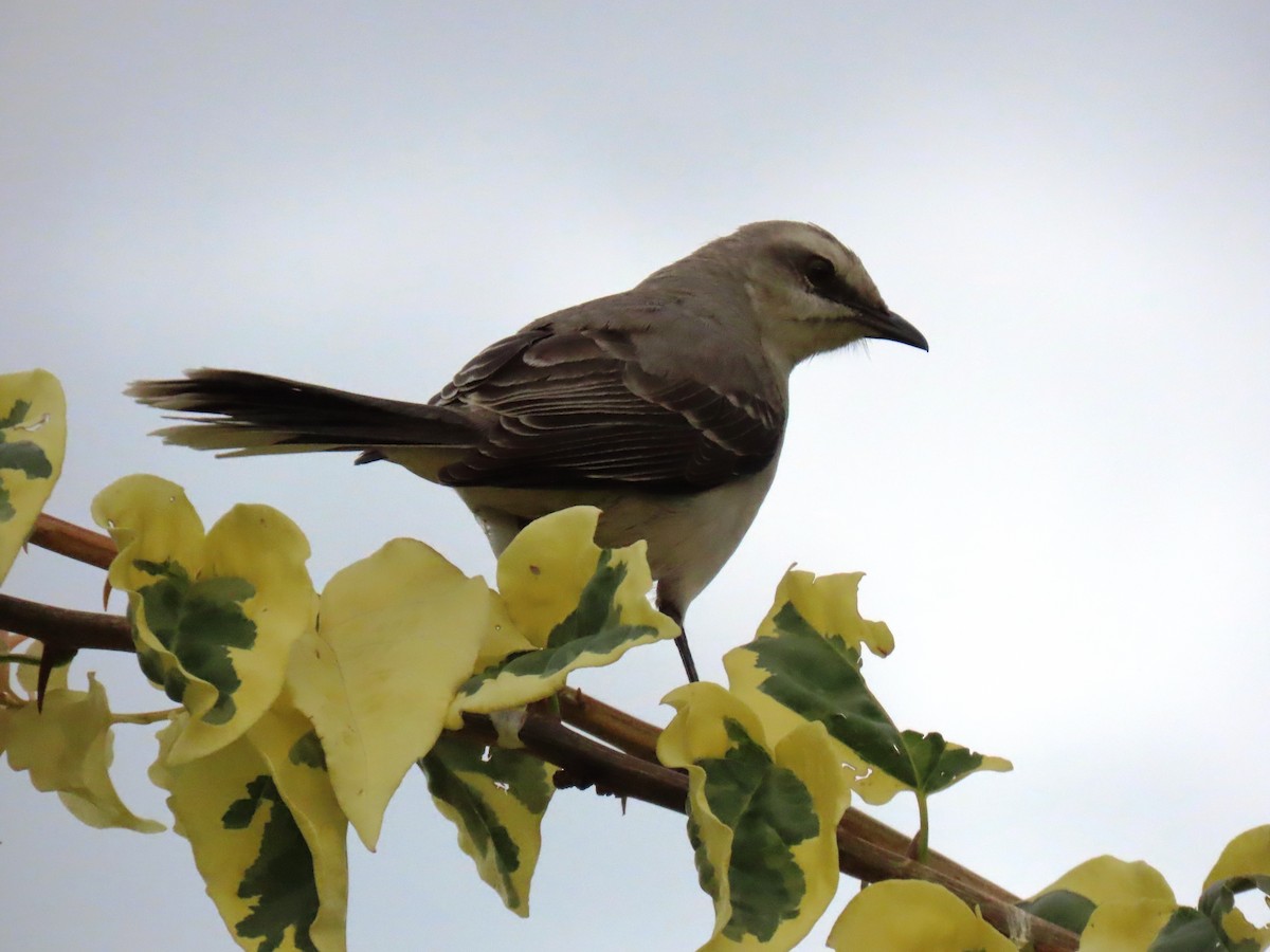 Sinsonte Tropical - ML643570735