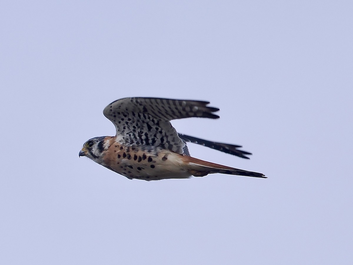 Buntfalke - ML643570747