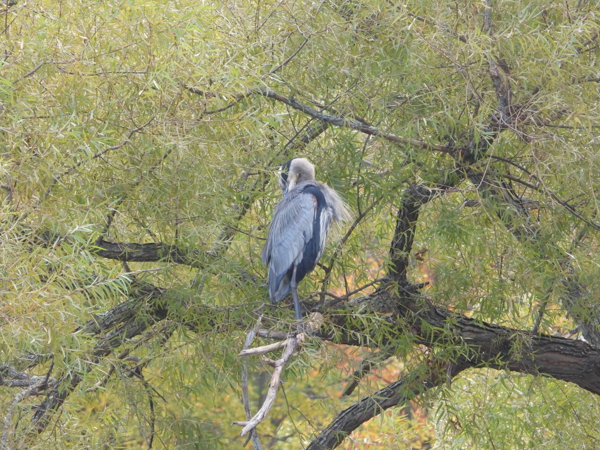 Great Blue Heron - ML643570749