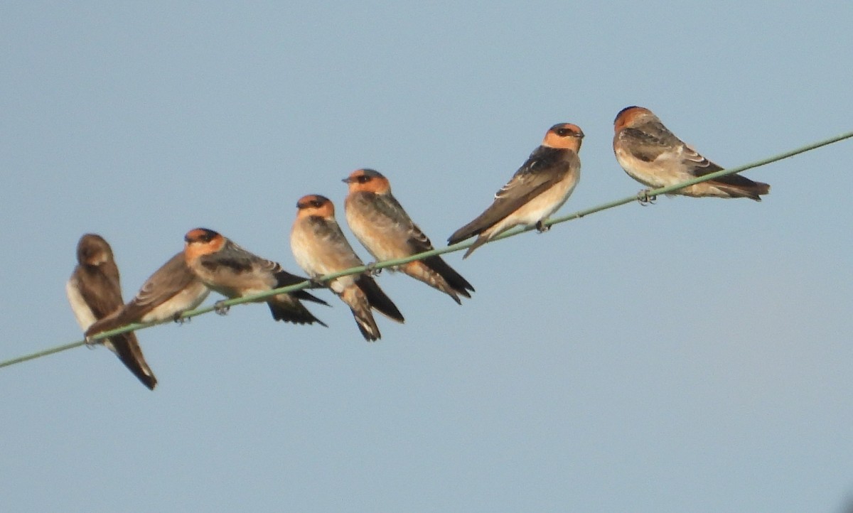 Cave Swallow - ML643570750