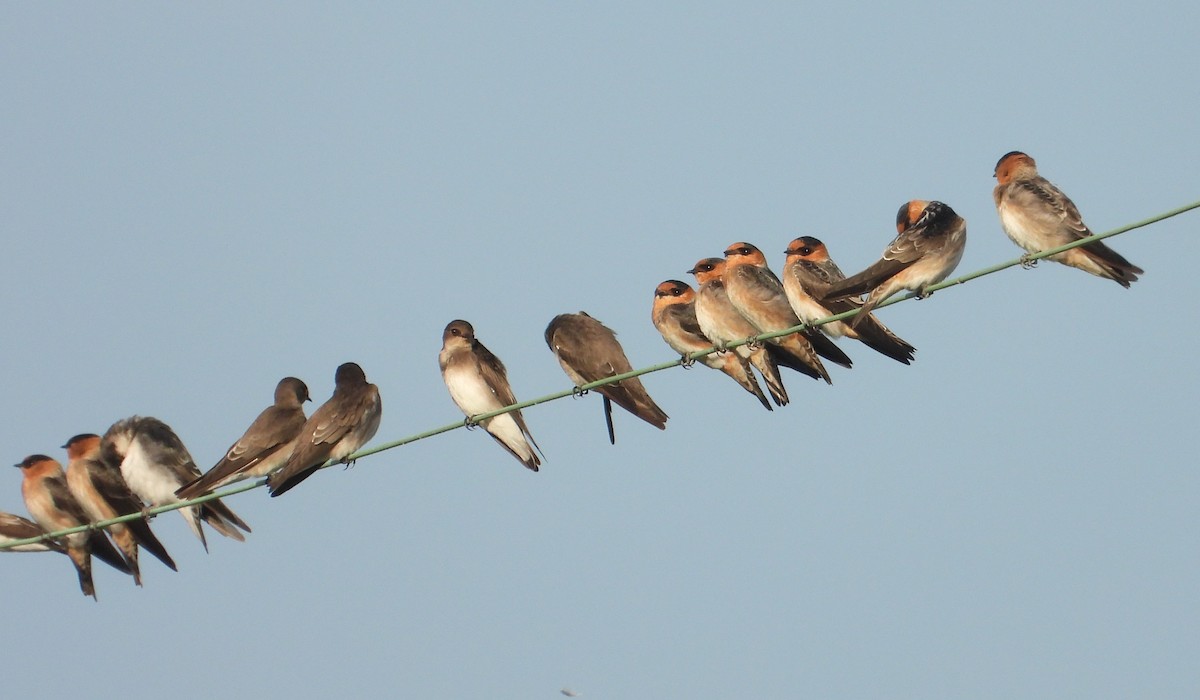 Cave Swallow - ML643570752