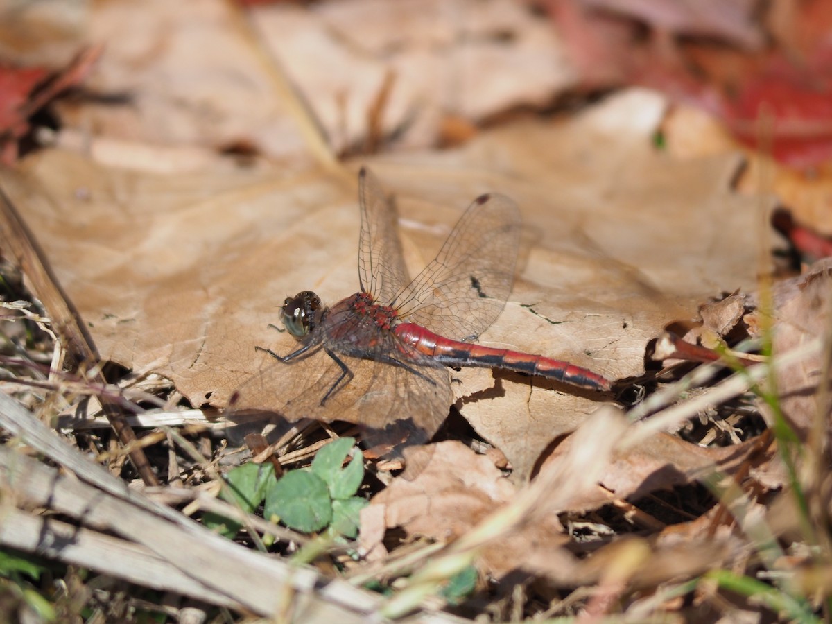 Insects - ML643570765