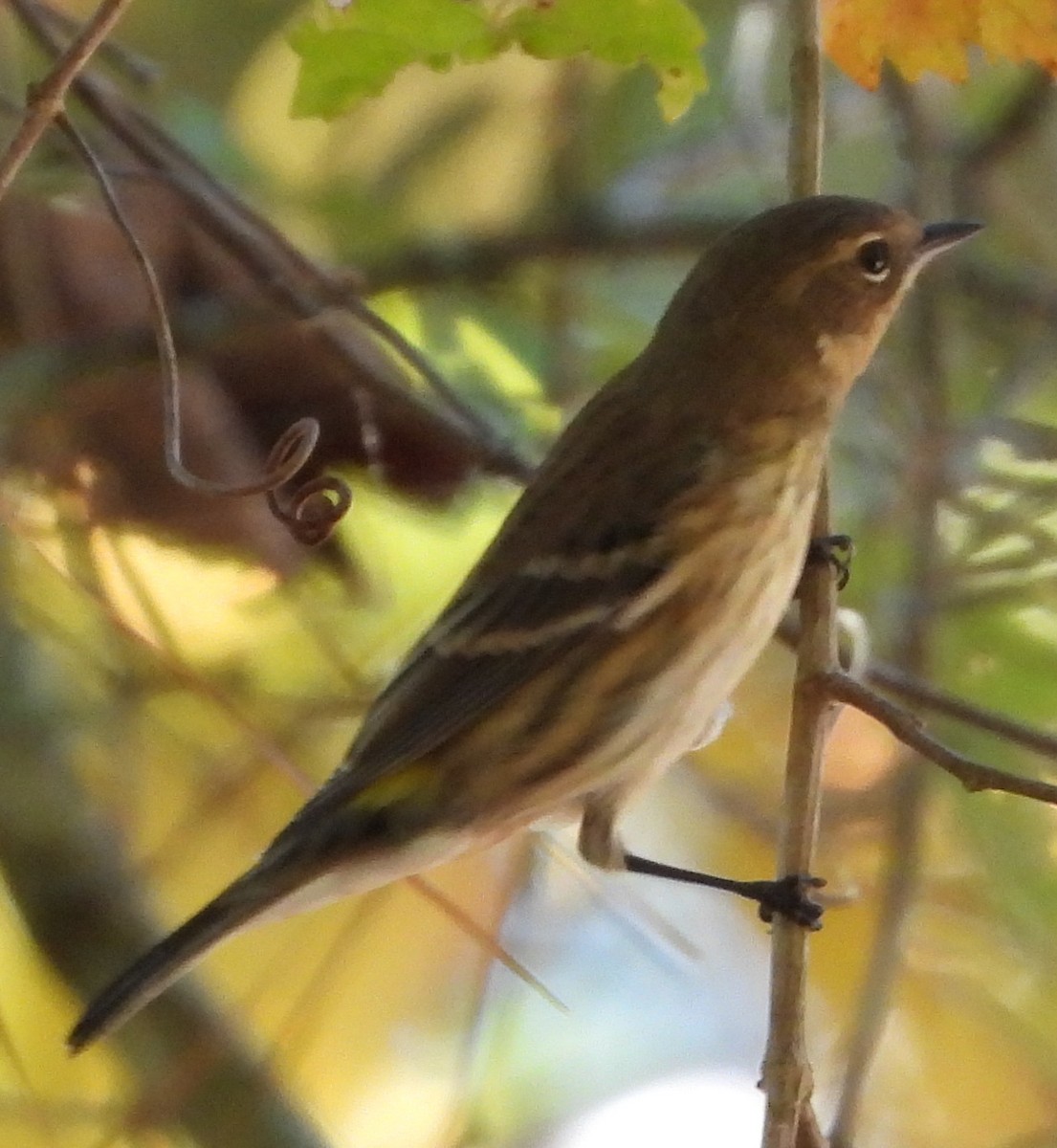 Yellow-rumped Warbler - ML643570769