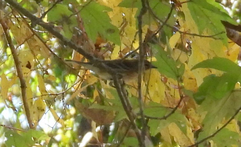 Yellow-rumped Warbler - ML643570770