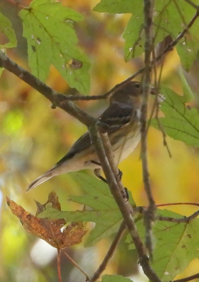 Yellow-rumped Warbler - ML643570772