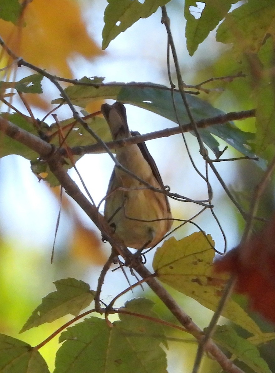 Yellow-rumped Warbler - ML643570773
