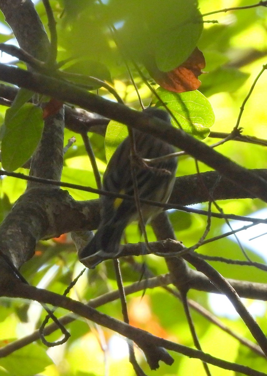 Yellow-rumped Warbler - ML643570774