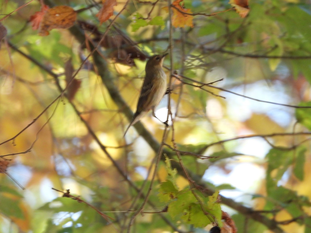 Yellow-rumped Warbler - ML643570775