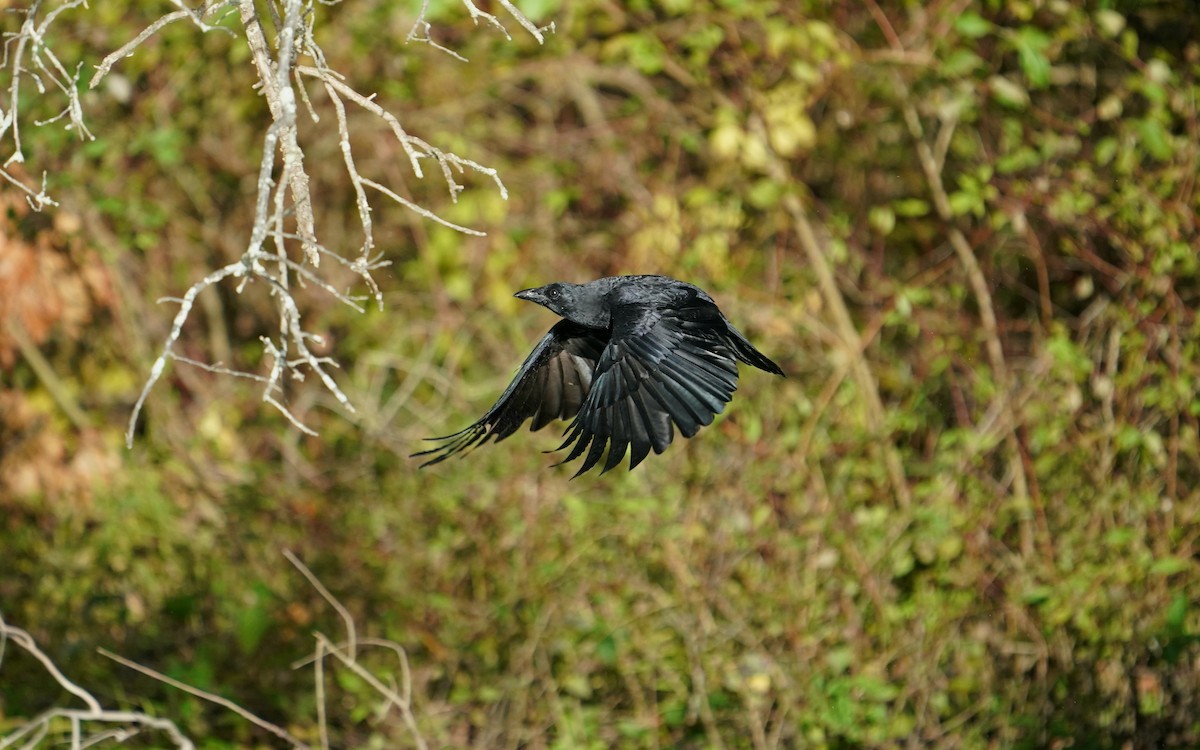 vrána americká - ML643570777