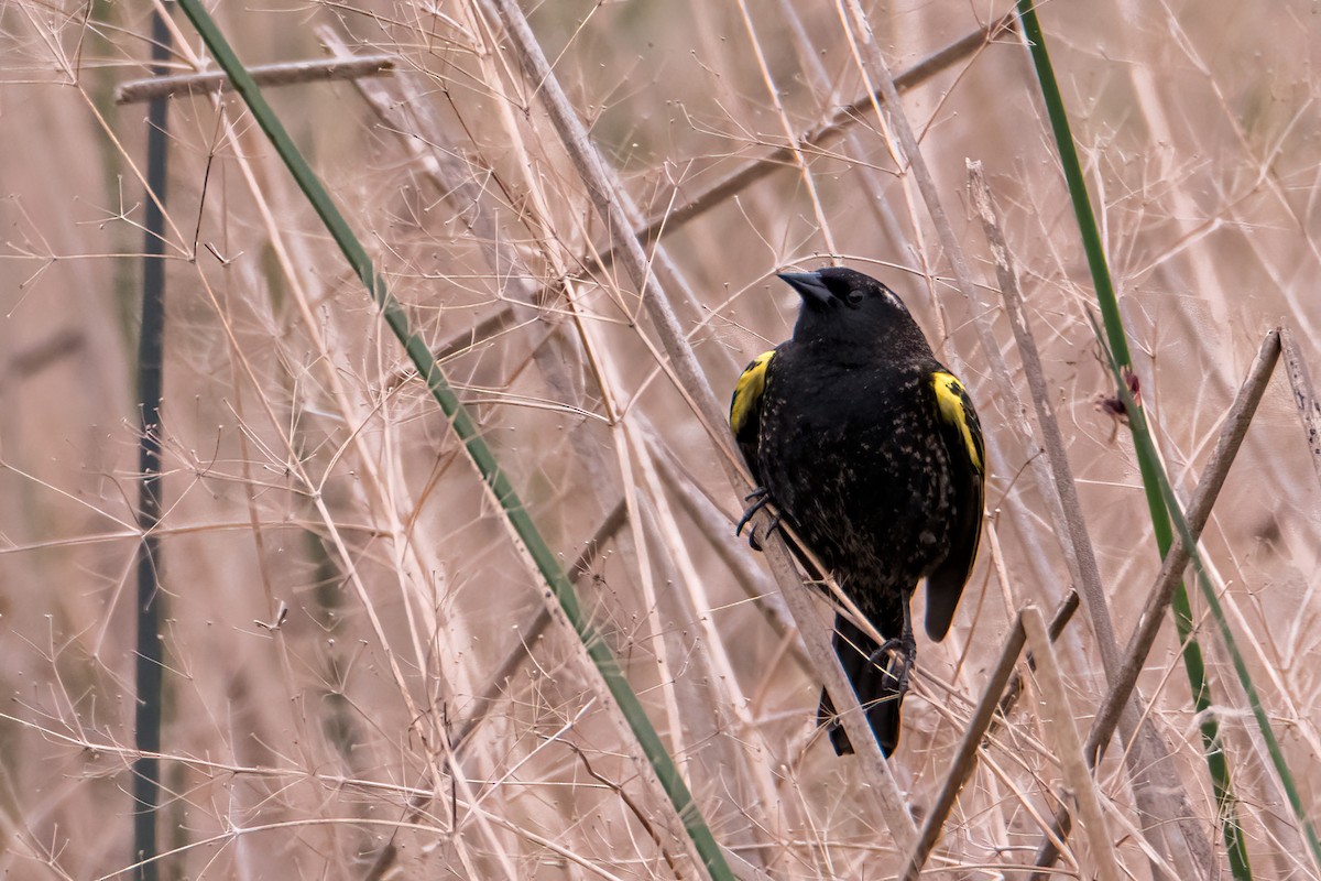 Yellow-winged Blackbird - ML643570781