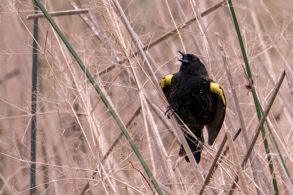 Yellow-winged Blackbird - ML643570782