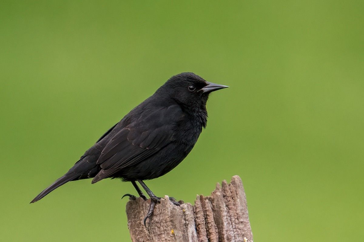 Yellow-winged Blackbird - ML643570783