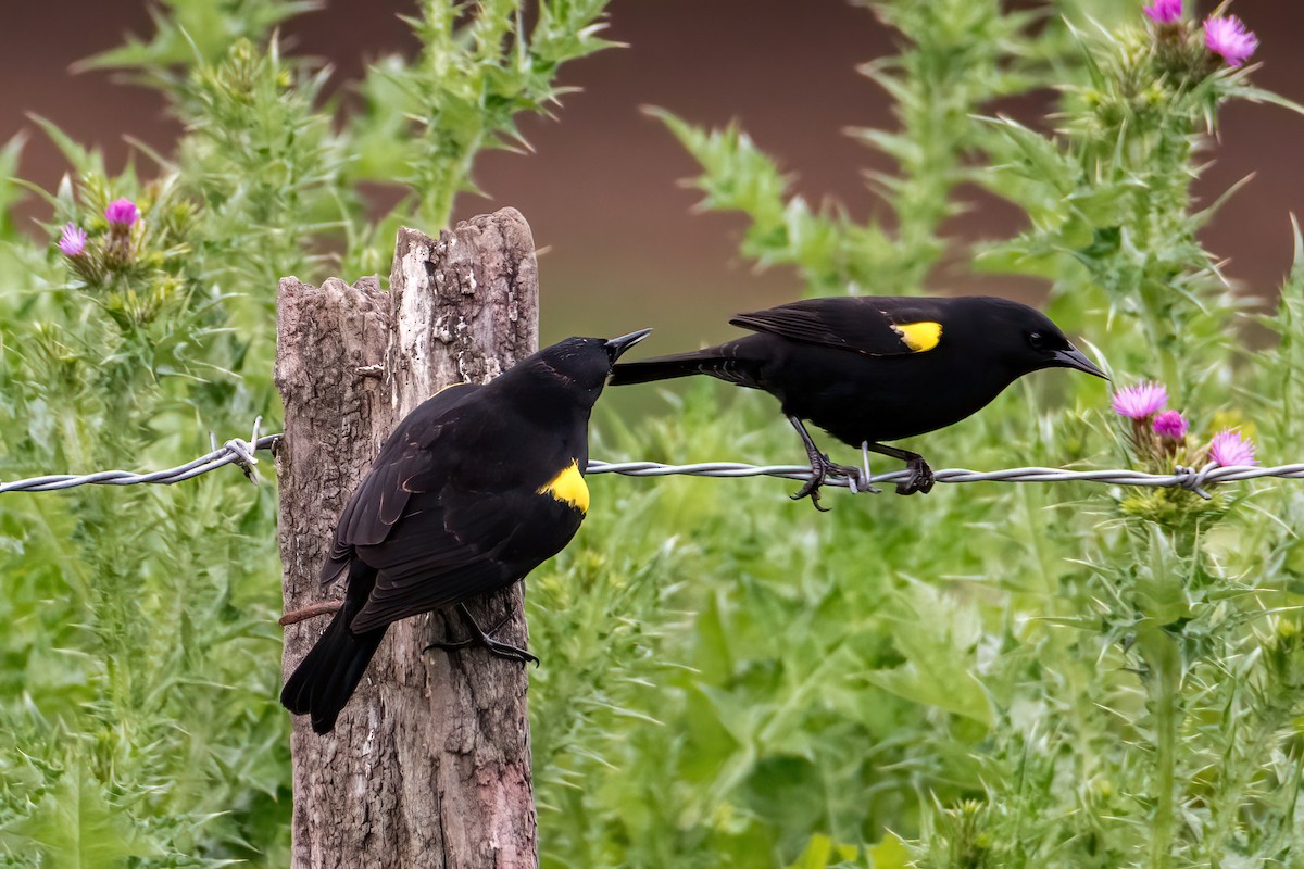 Yellow-winged Blackbird - ML643570784