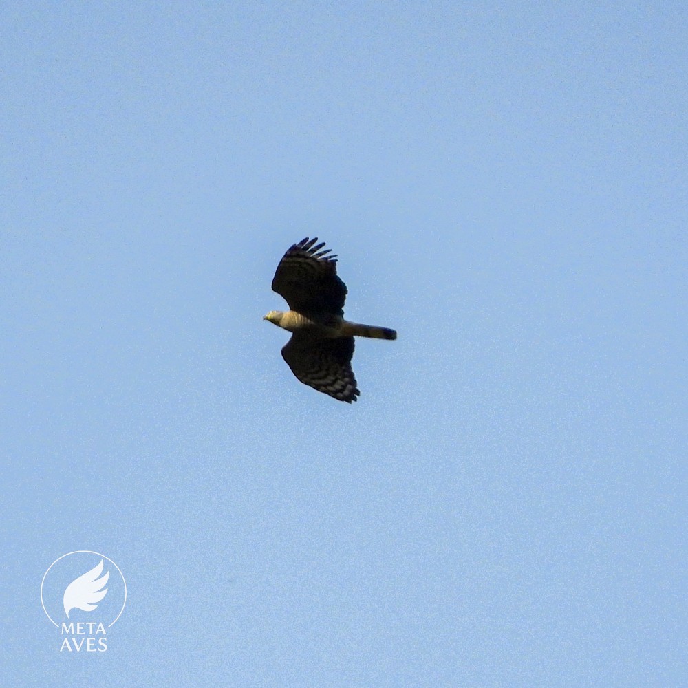 Hook-billed Kite - ML643570785