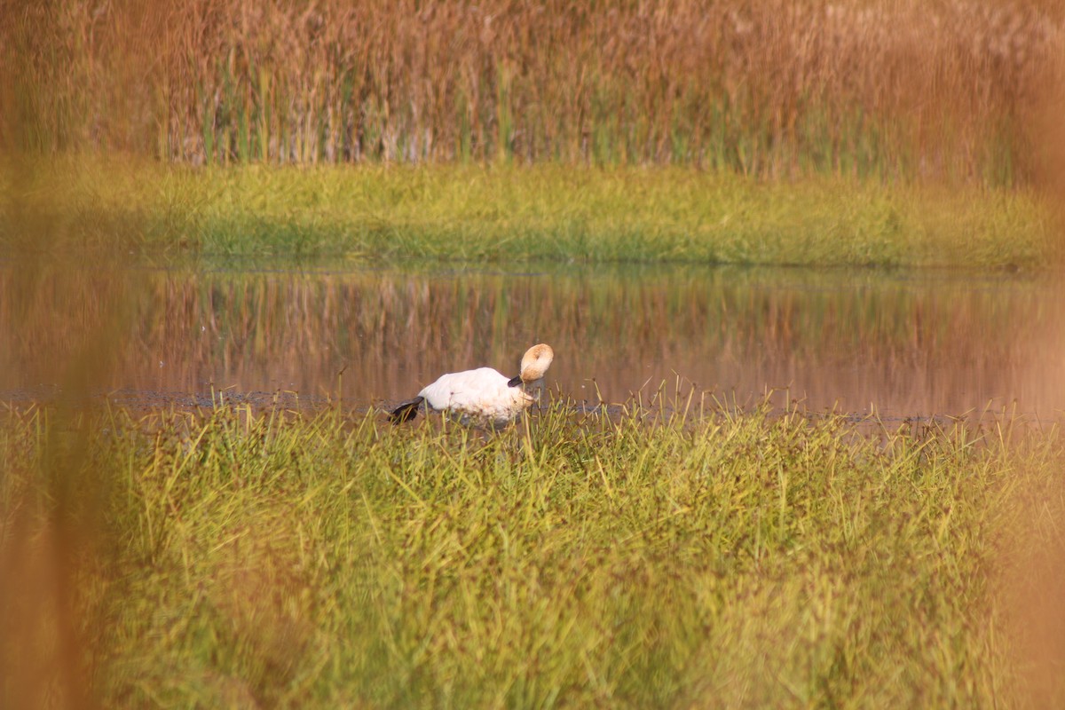 Trumpeter Swan - ML643570791