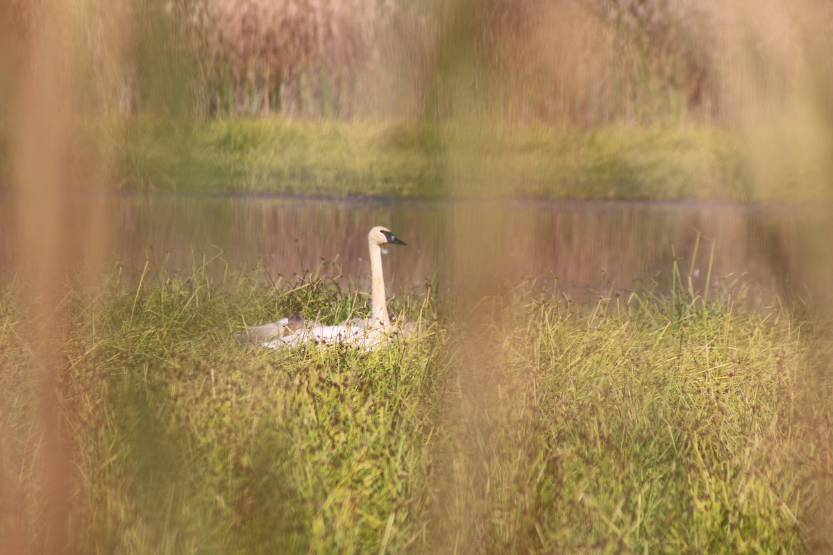 Trumpeter Swan - ML643570792