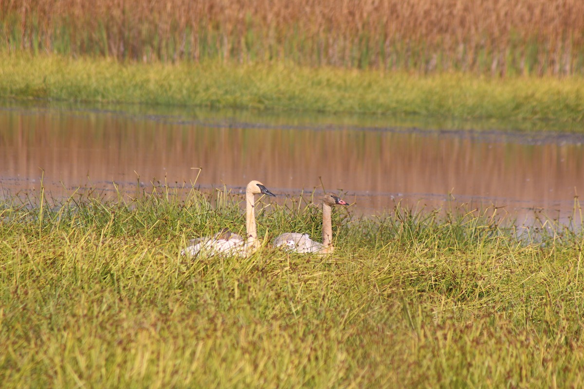 Trumpeter Swan - ML643570793